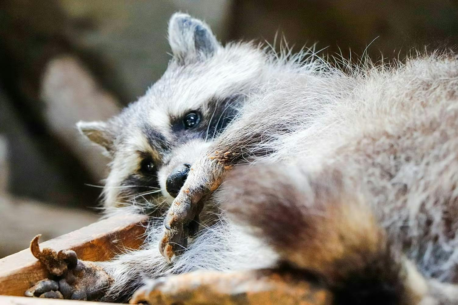 Emirates Park Zoo: Entry Ticket - Photo 1 of 8